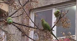 Kadıköy´de Yeşil Papagın Sürüsü